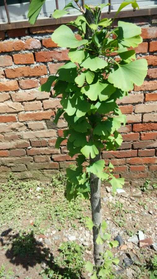 银杏下山桩怎么高压套袋的方法 图片