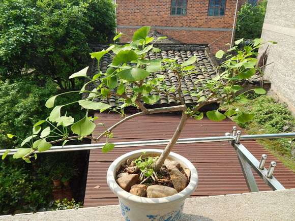 银杏下山桩怎么高压套袋的方法 图片