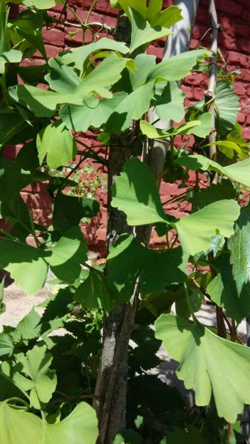 银杏下山桩怎么高压套袋的方法 图片