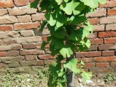 银杏下山桩怎么高压套袋的方法 图片