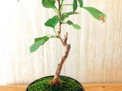 刚铺苔藓的银杏下山桩 可以吗 图片