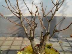 银杏下山桩叶子怎么那么黄 图片