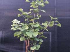 晒一下银杏下山桩小品 可以吗 图片