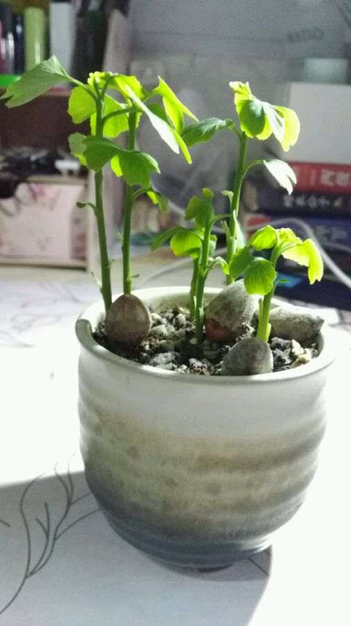 1个月的银杏下山桩 终于发芽 图片