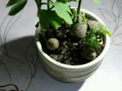 1个月的银杏下山桩 终于发芽 图片