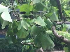 种了几年的银杏下山桩 可以吗 图片