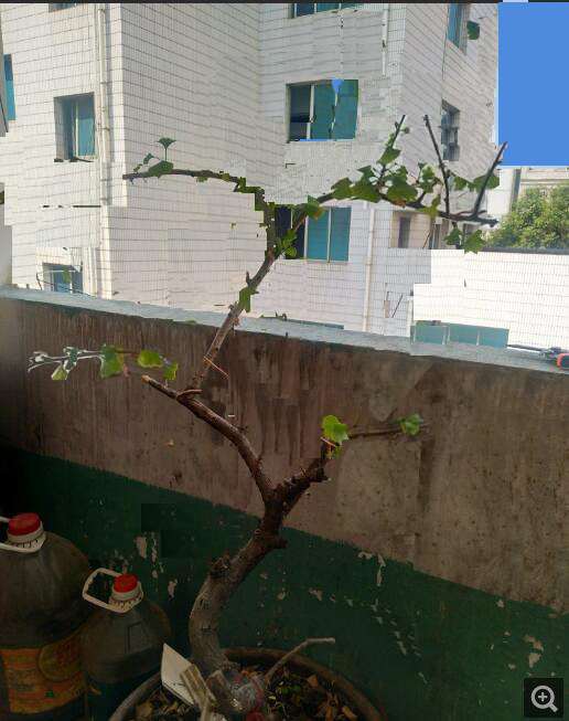 家里有盆银杏下山桩没打理 怎么办 图片