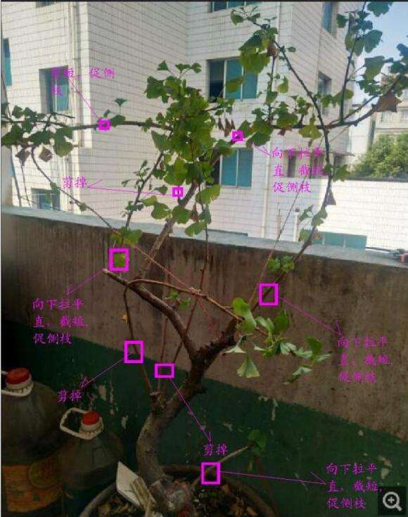 家里有盆银杏下山桩没打理 怎么办 图片