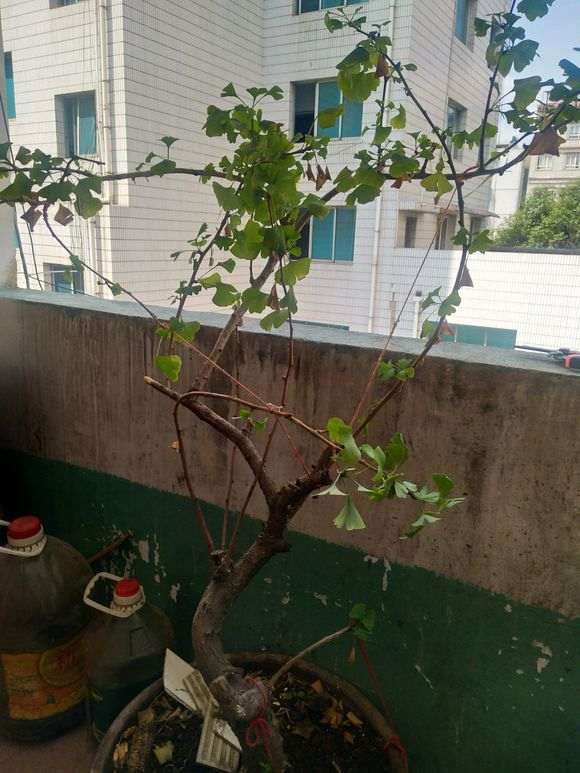 家里有盆银杏下山桩没打理 怎么办 图片