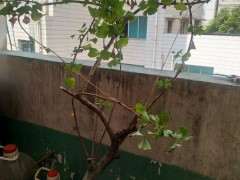 家里有盆银杏下山桩没打理 怎么办 图片