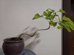 银杏下山桩叶子范黄怎么回事 图片