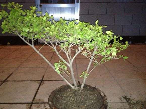 谁扦插过银杏下山桩啊 什么方法 图片