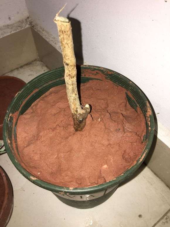 这个土能种银杏下山桩吗 怎么样 图片