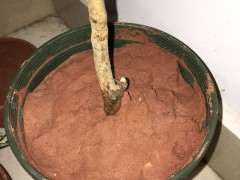 这个土能种银杏下山桩吗 可以吗 图片