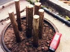 关于银杏下山桩公母怎么区别的问题