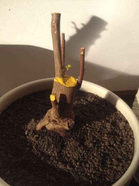 金叶银杏下山桩 23元 怎么样 贵吗 图片