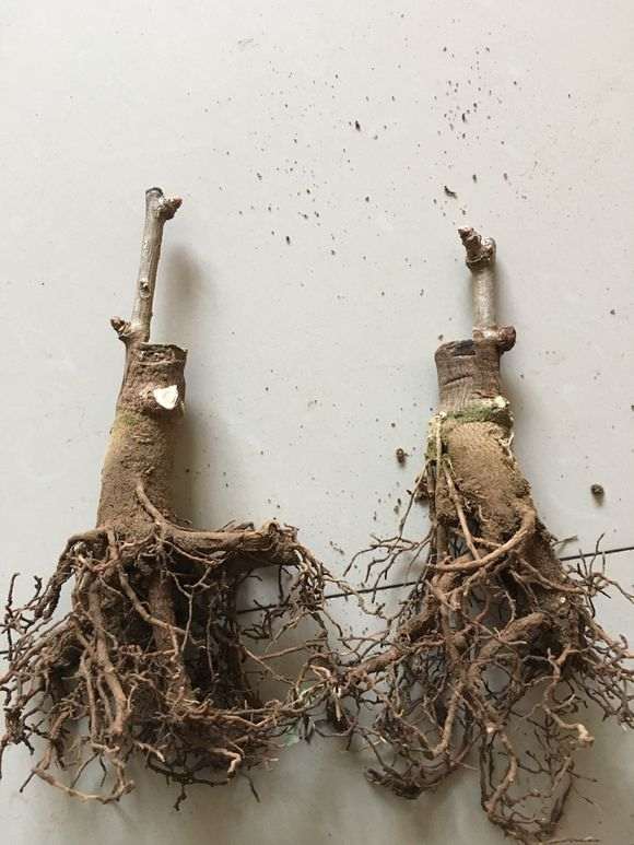 金叶银杏下山桩 23元 怎么样 贵吗 图片