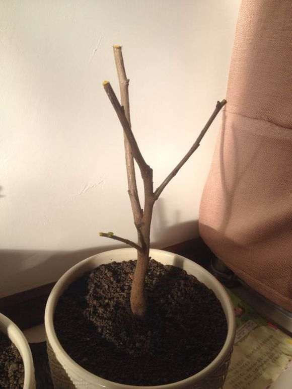 金叶银杏下山桩 23元 怎么样 贵吗 图片