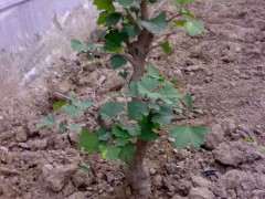 银杏下山桩怎么移植的方法 图片