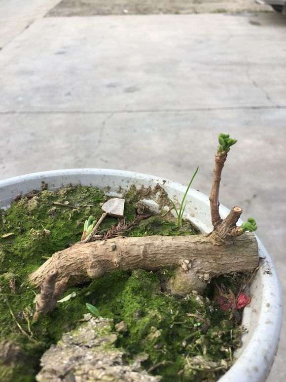 新手的银杏下山桩 枝条杀重了 怎么办