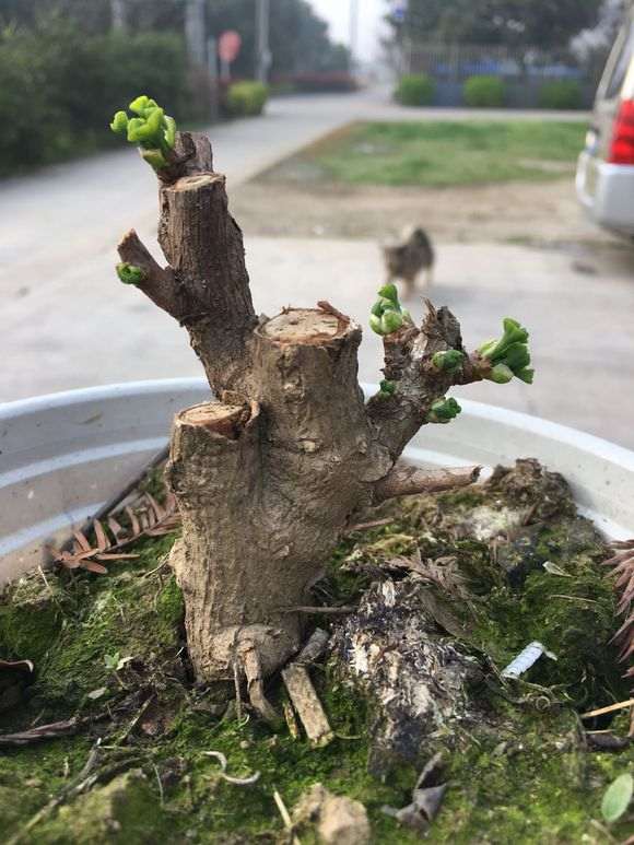 新手的银杏下山桩 枝条杀重了 怎么办