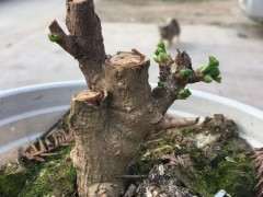 新手的银杏下山桩 枝条杀重了 怎么办