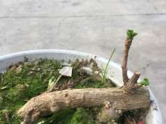 银杏下山桩要勤晒太阳吗 为什么 图片