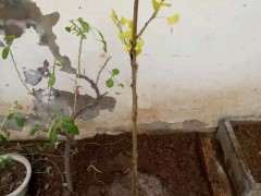 银杏下山桩能安全过冬吗 怎么办 图片