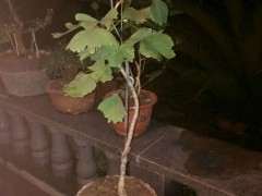 一棵银杏下山桩怎么制作文人盆景 图片