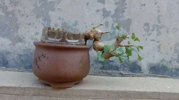 我的小银杏下山桩 长出叶来 很漂亮 图片