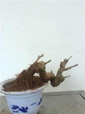 我的小银杏下山桩 长出叶来 很漂亮 图片