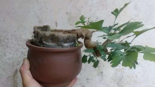 我的小银杏下山桩 长出叶来 很漂亮 图片