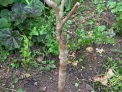 80买的银杏下山桩 可以吗 图片