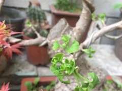 银杏下山桩是雌是雄 怎么区别 图片