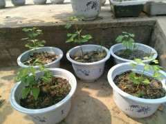 银杏下山桩怎么做个微盆景 图片