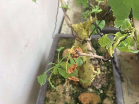 银杏下山桩怎么脱衣换錦的方法 图片