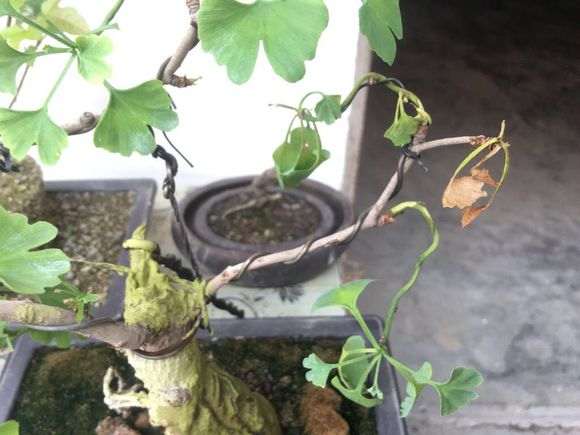 银杏下山桩怎么脱衣换錦的方法 图片