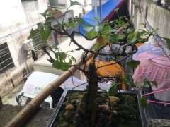 银杏下山桩怎么脱衣换錦的方法 图片