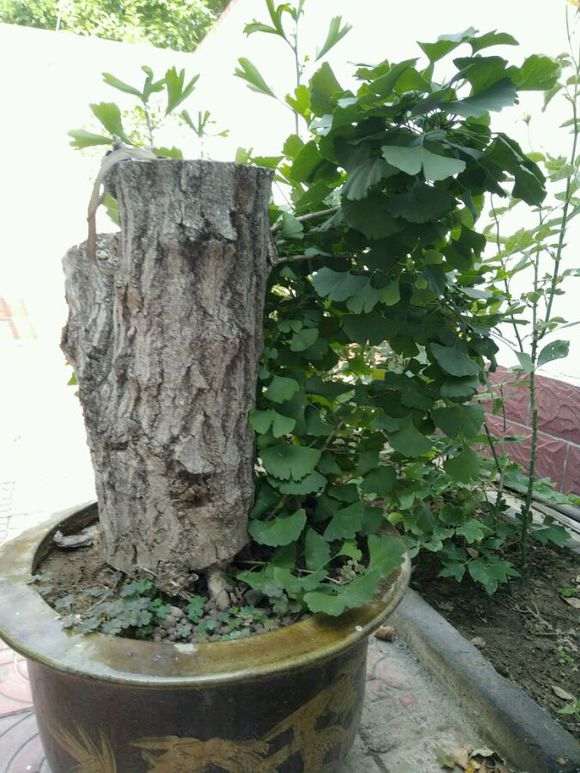 银杏下山桩一半活了 一半死了 怎么办