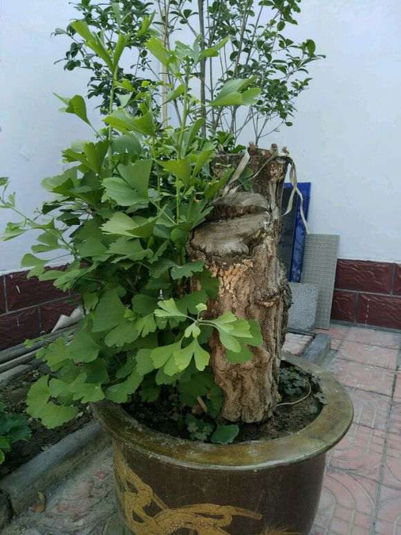 银杏下山桩一半活了 一半死了 怎么办