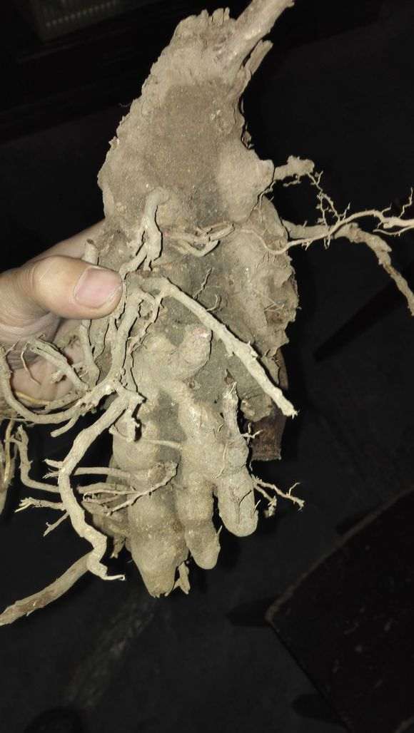 小区里挖到的银杏下山桩怪桩 怎么样