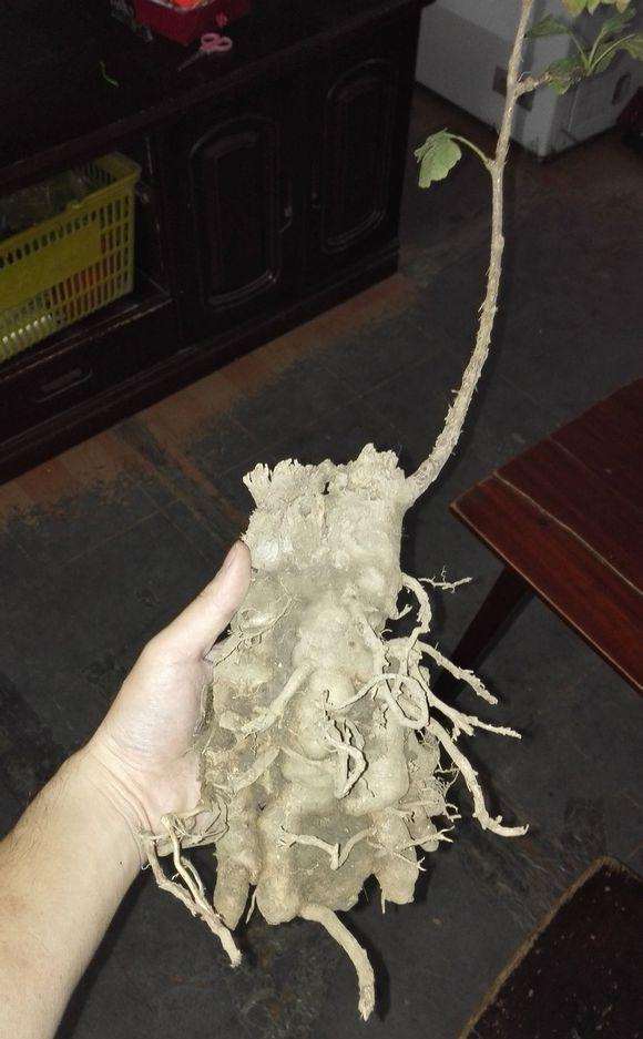 小区里挖到的银杏下山桩怪桩 怎么样