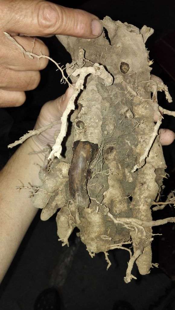 小区里挖到的银杏下山桩怪桩 怎么样