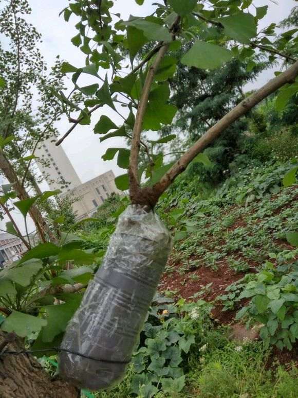 图解 银杏下山桩怎么高压的方法