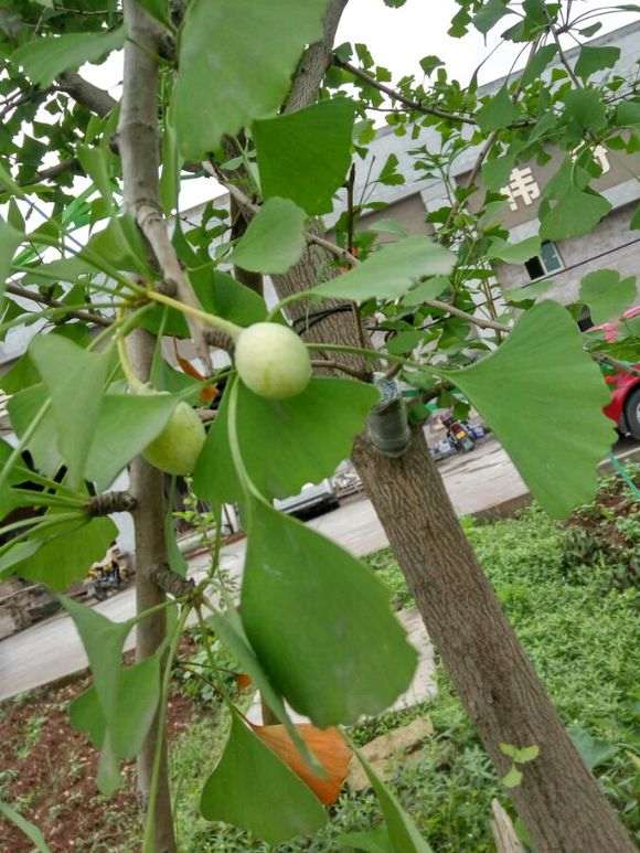 图解 银杏下山桩怎么高压的方法
