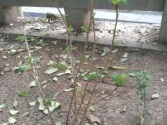 发现了两颗小银杏下山桩 挖不挖 图片