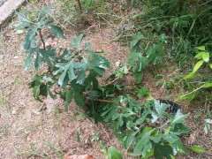 银杏下山桩叶子怎么这么难看 为什么