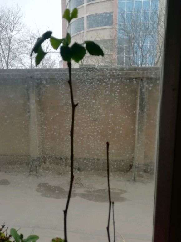 如何让银杏下山桩侧芽萌发的方法 图片