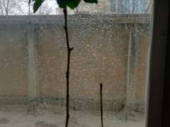 银杏下山桩叶子怎么发黄了 为什么 图片