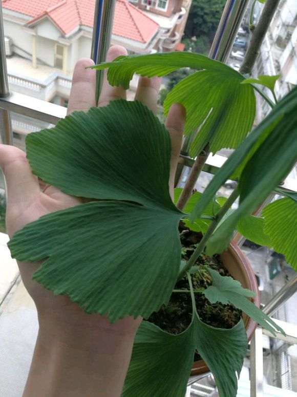 银杏下山桩叶子可以看出是什么品种吗